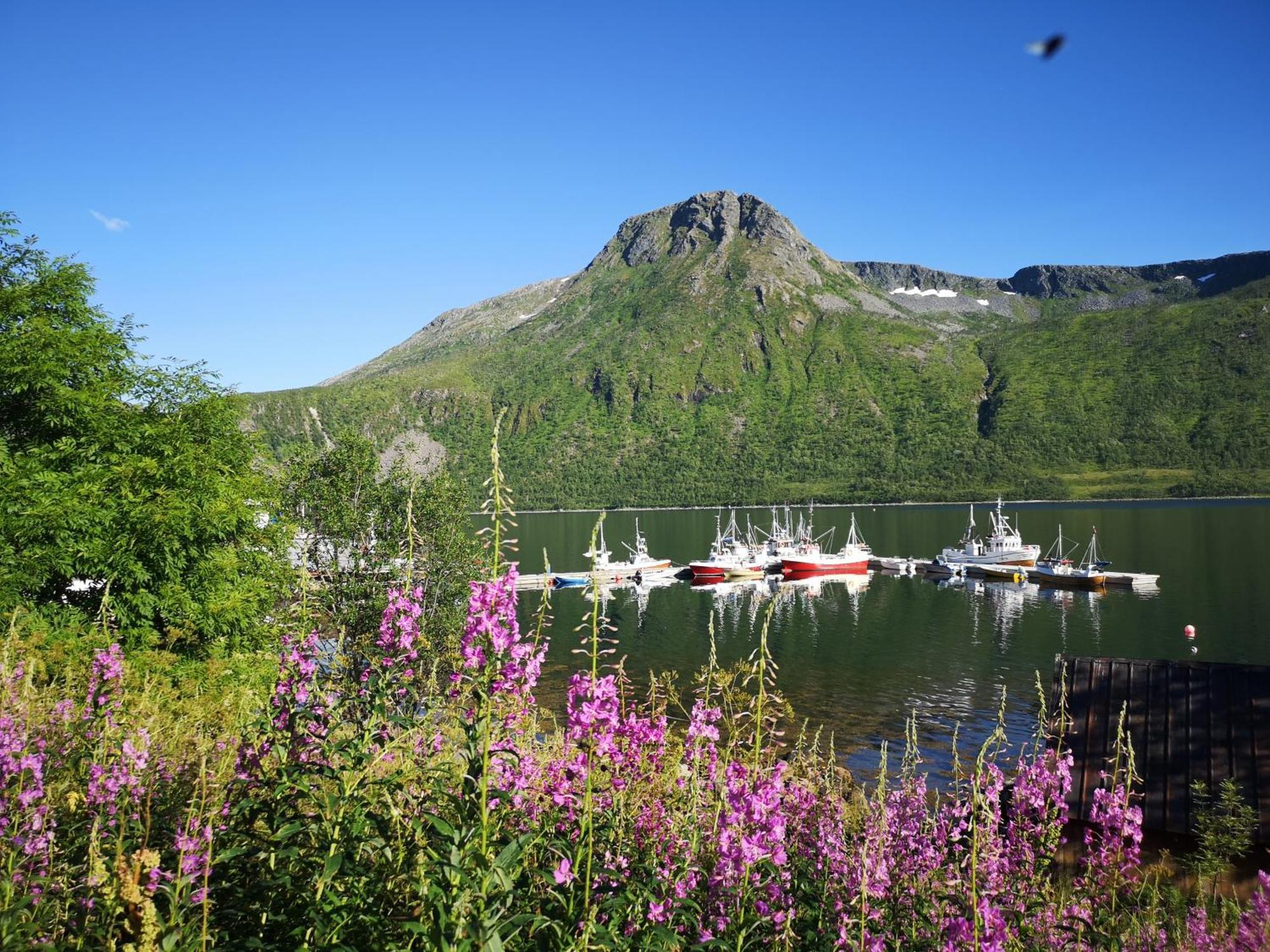 Ferrytale, Cozy, Spacious House On Senja Gryllefjord Exteriör bild